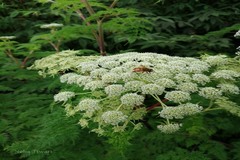 Selinum wallichianum